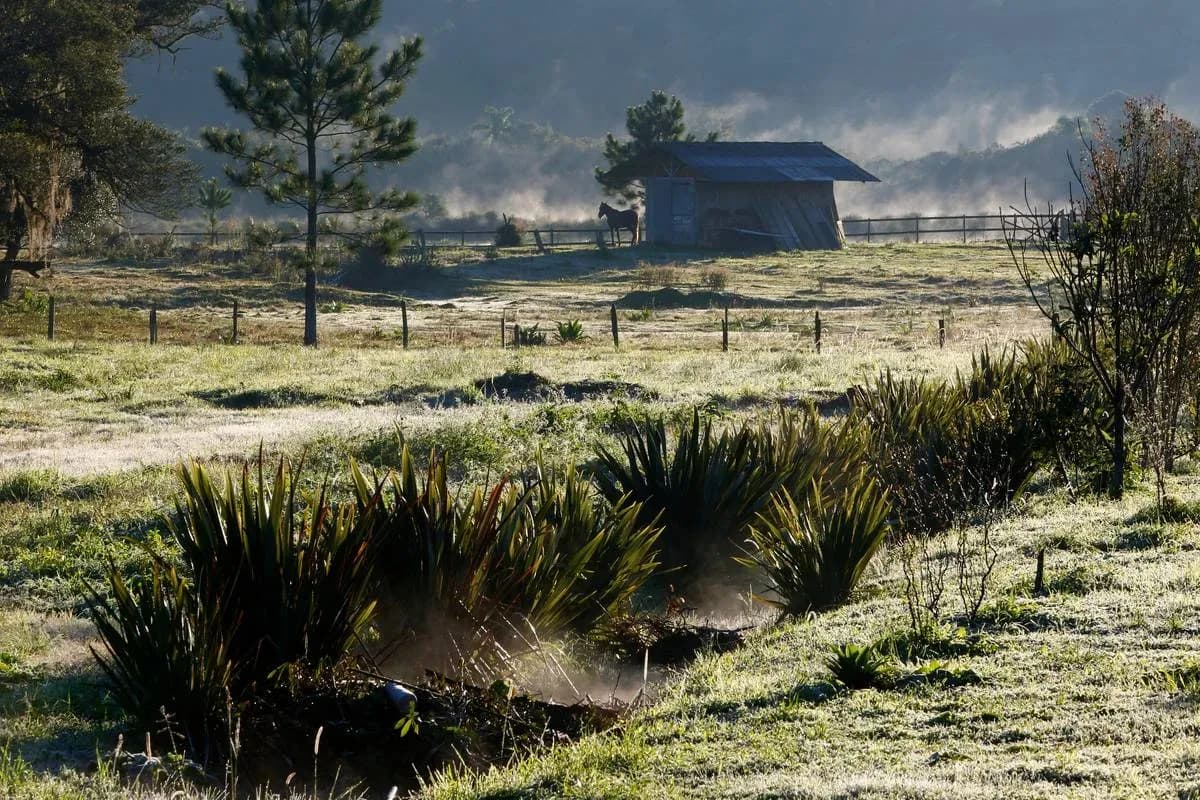 Geada no Paraná: frio extremo atinge cidades nesta quarta-feira